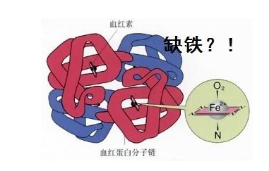 人體午夜香蕉视频品牌山東午夜性福利视频探究鐵元素在人體中的作用