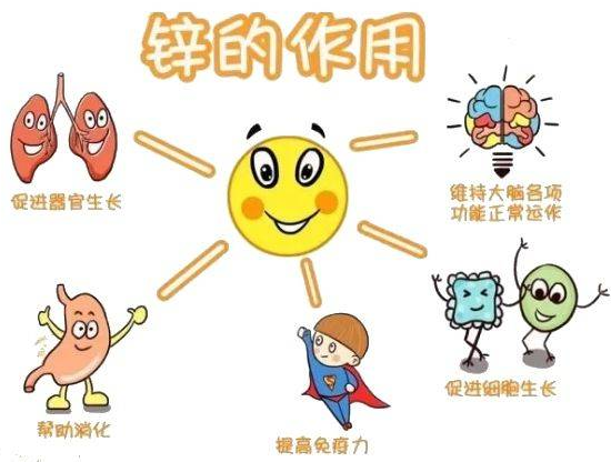 午夜三级视频廠家提示變身威猛先生？該怎樣正確看待鋅的攝入